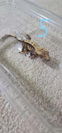 Image 5 of Baby crested geckos for sale, multiple ages, unsexed