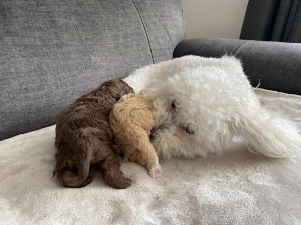 Image 14 of Gorgeous Coloured Toy Poodle Puppies For Sale