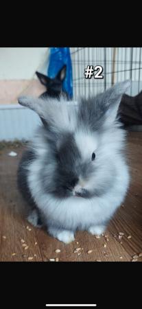 Image 4 of 2 male white & grey lionhead rabbits for sale