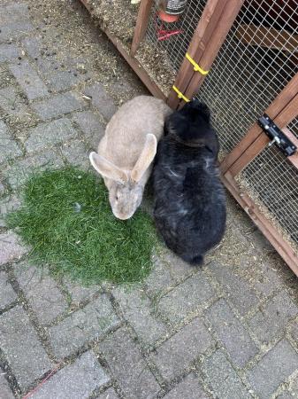 Image 2 of Giant continental and French lop