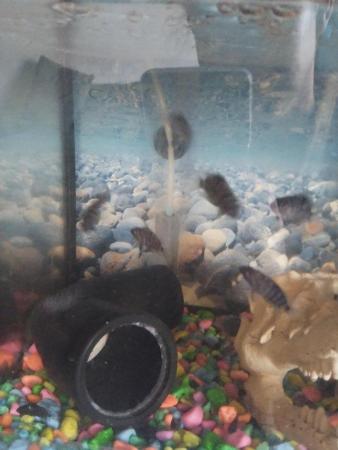 Image 1 of Convict cichlid juviniles for sale