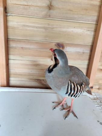 Image 3 of Asian partridge £35 ovo not sure boy?