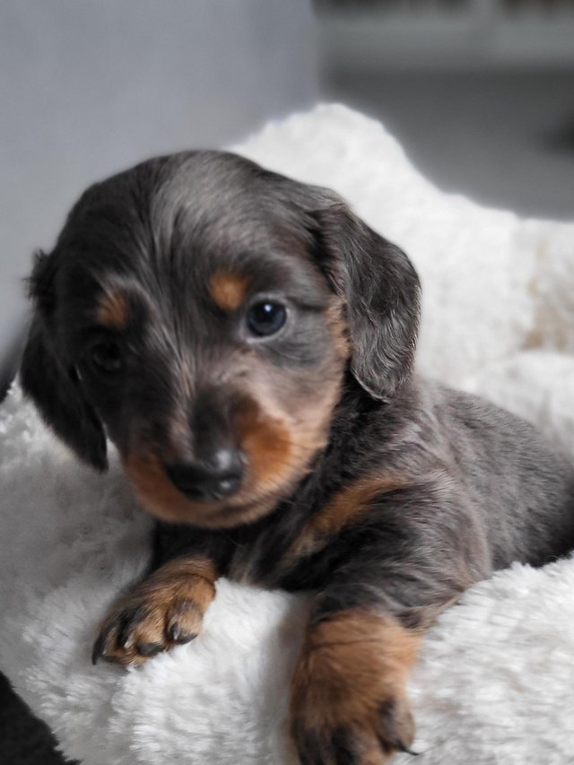 Preview of the first image of **Beautiful miniture smoth and long hair Dachshund pups.