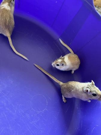 Image 12 of Male Gerbils with Glass Tank