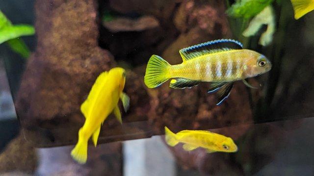 Preview of the first image of 10 X Malawi Cichlids - Mbuna - Chindongo Saulosi for sale.