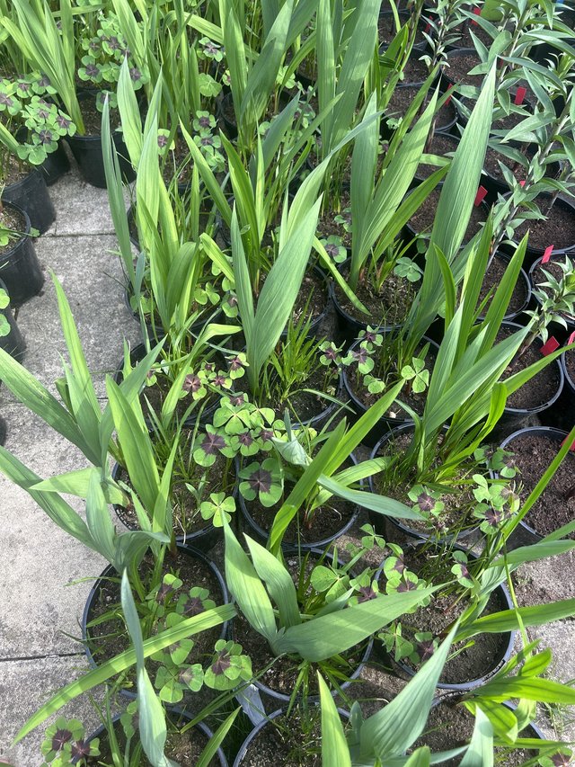 Teacher gift / garden plants / flowers reduced — photo 3 of 3