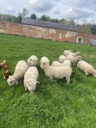 Image 3 of Pedigree Southdown ram lambs
