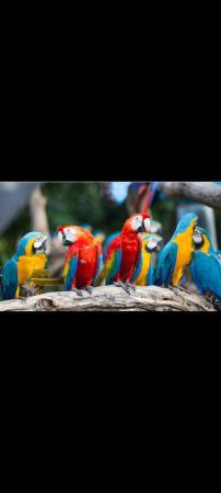 Image 1 of Wanted any type of macaw parrots