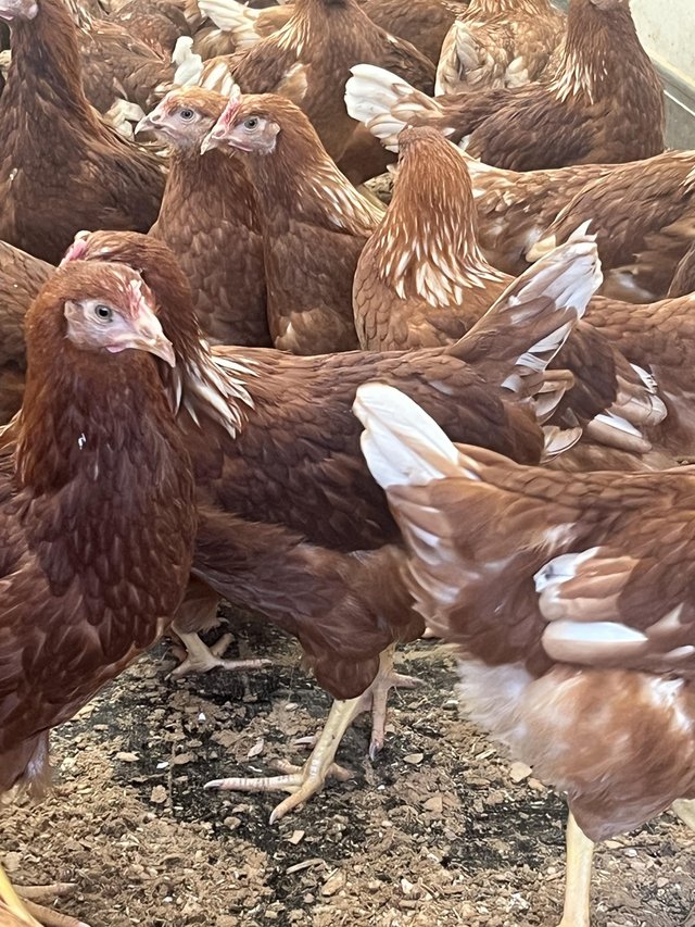 Preview of the first image of Pol Warren/ lohmann brown pullets.