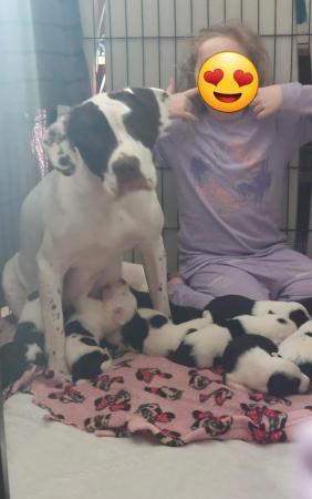 Image 6 of 7 week old Sprollie Puppies