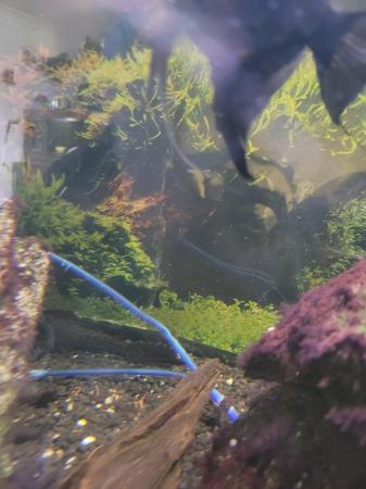 Image 5 of Two giant plecos 5foot tank home needed