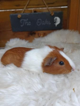 Image 5 of Sow guinea pigs stoke on trent