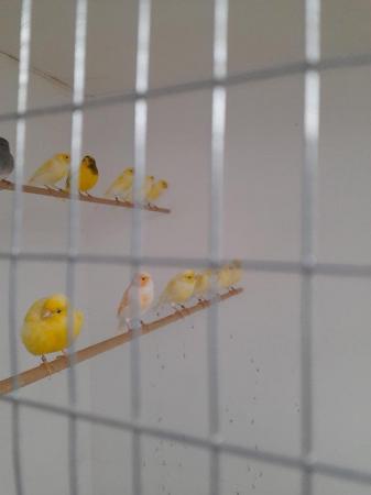 Image 5 of Yellow mosaic canary cocks and hens