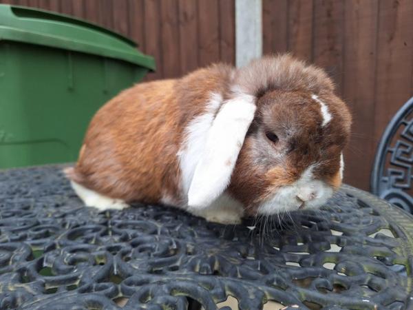 Image 3 of TWO PURE BRED MINI LOP RABBITS FOR SALE..