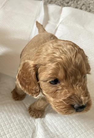 Image 4 of Cockapoo F1, puppies for sale, parents KC reg, Show/toy