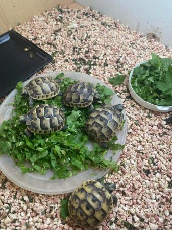 Image 5 of Spur thigh hatchling tortoises