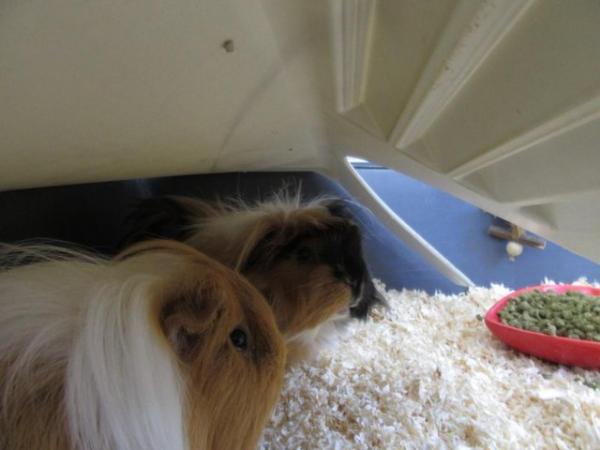 Image 3 of 2 male long haired guinea pigs looking for a new home