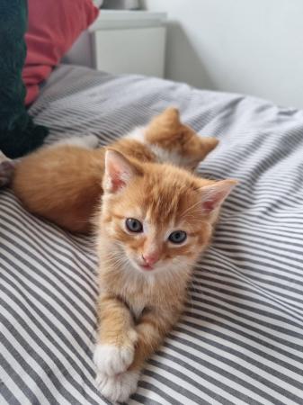 Image 4 of 2 lovely ginger boys available!
