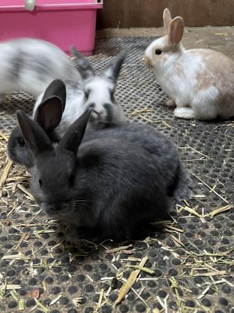 Image 1 of Mini lop x Rex bunnies for sale