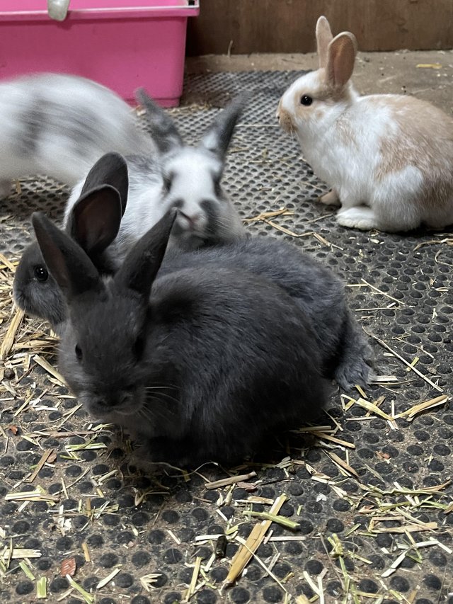 Preview of the first image of Mini lop x Rex bunnies for sale.