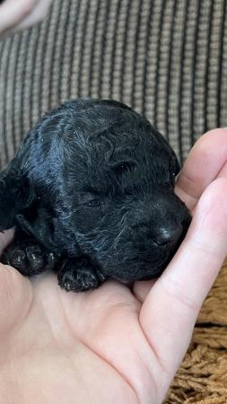 Image 4 of LAST KC REG Stunning Black True to size Toy Poodle puppies
