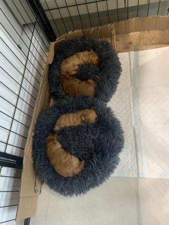 Image 4 of Red Toy poodle puppies reduced price as last one