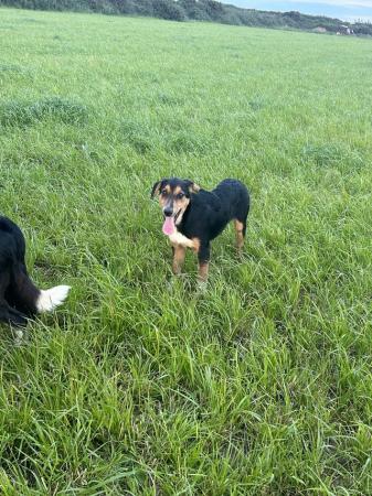 Image 14 of Collie/ Huntaway pups for sale.