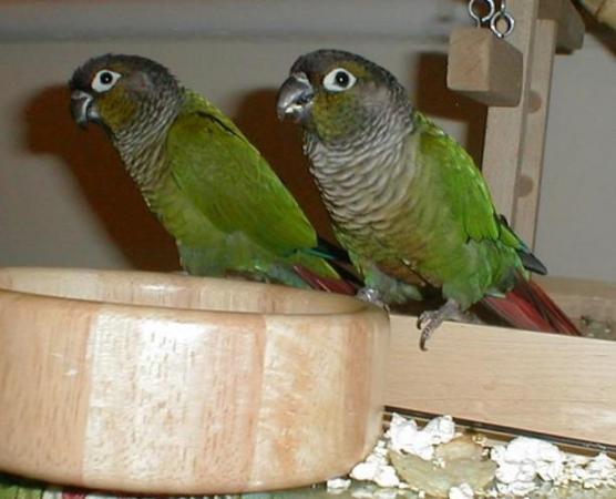 Image 4 of ......Baby Conure Parrots.....