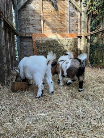 Image 1 of 2 Pygmy goat wethers for sale