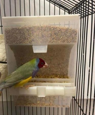 Image 2 of Sold Gouldian Finches Male 14 months old no more available