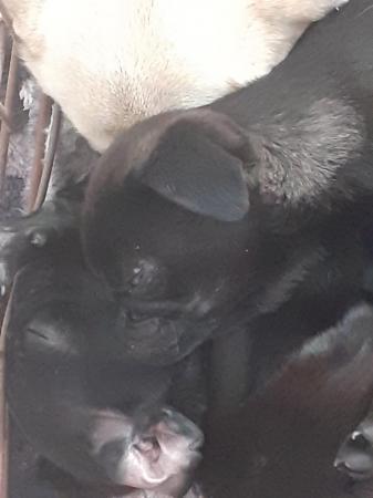 Image 8 of 9 week old pugs puppies