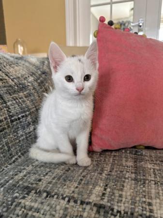 Image 15 of British Short-Hair kitten - White (RARE PINK COLOURED FEATUR