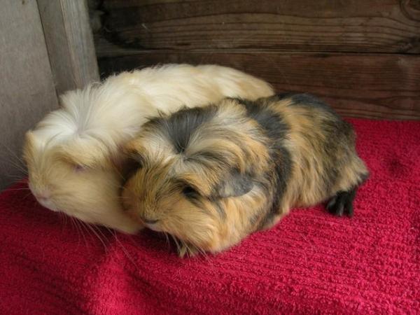 Image 3 of Beautiful bonded pair of baby guinea pig boys