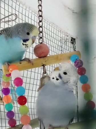 Image 7 of BABY BUDGIES for sale male and female £20each