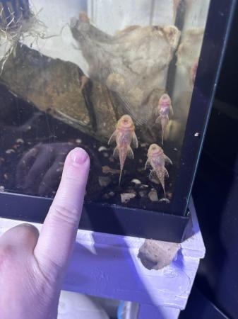Image 8 of Super redand albino pleco and shrimps updated 4th April 24
