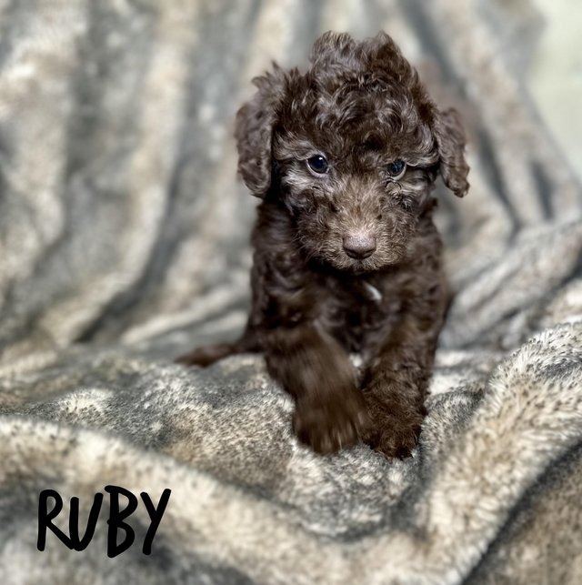 Preview of the first image of Extensively Health Tested Toy Poodle Puppies - Ready Now.