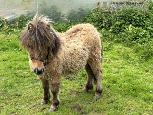 Image 2 of Mini Shetland Dartmoor hill pony