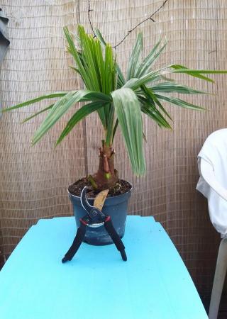 Image 7 of Palm Tree Windmill Hardy UK Grown Plant