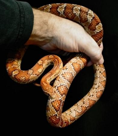 Image 15 of OMG Beautiful Female Corn Snakes