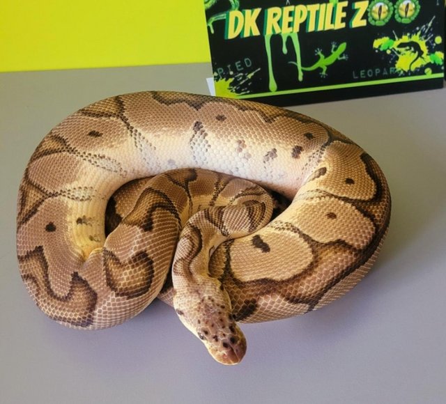 Cb2023 Pastel Clown Royal/Ball Python.