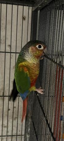 Image 3 of 2023 Male Yellow Sided Conure