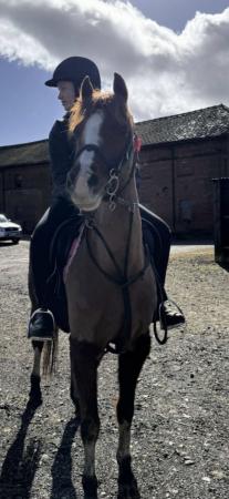 Image 10 of Cheval Miss Money Penny 13.1hh