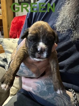 Image 5 of *READY TO LEAVE NOW* KC registered Brindle Boxers