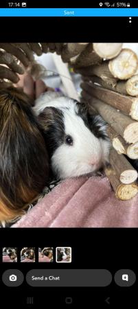 Image 9 of Two Male guinea pigs 1 and a half years old for sale