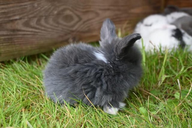 Image 2 of Beautiful Pure Bred Mini Lop Baby Rabbits