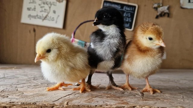 Image 1 of Selection of pure breed chicks bantam and large fowl