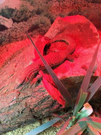 Image 5 of Baby ackie monitors £100 each…