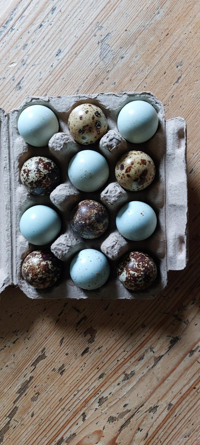 Preview of the first image of BEAUTIFUL COLOURED FRESH QUAIL EGGS.