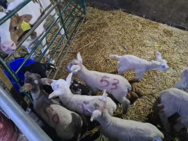 Image 3 of CADE BOTTLE FED FED LAMBS TEXEL, SUFFOLK AND CHAROLAIS X