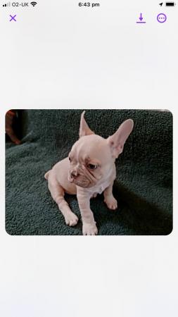 Image 6 of Frentch bulldog for sale